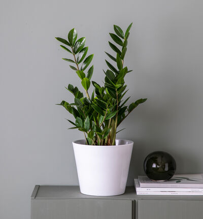 Zamioculcas 40 cm Zamioculcas 40 cm